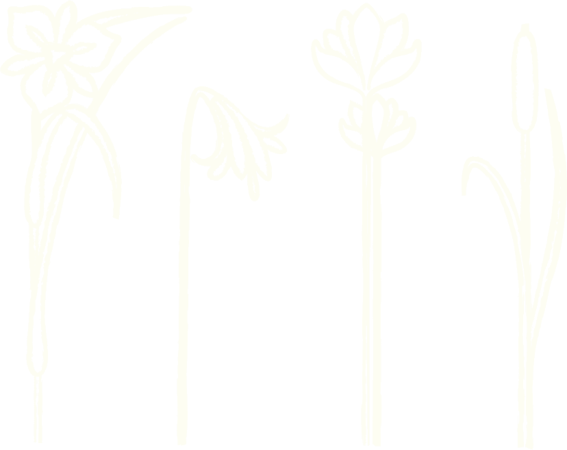 lily detail